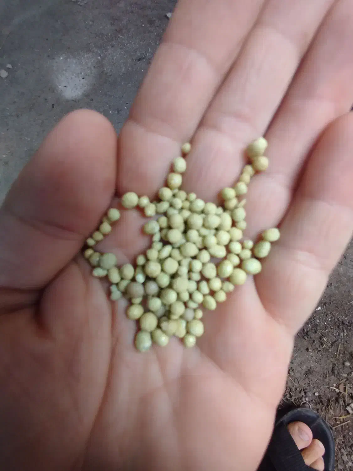 کود دی آمونیوم|گل و گیاه طبیعی|آستانه اشرفیه, |دیوار