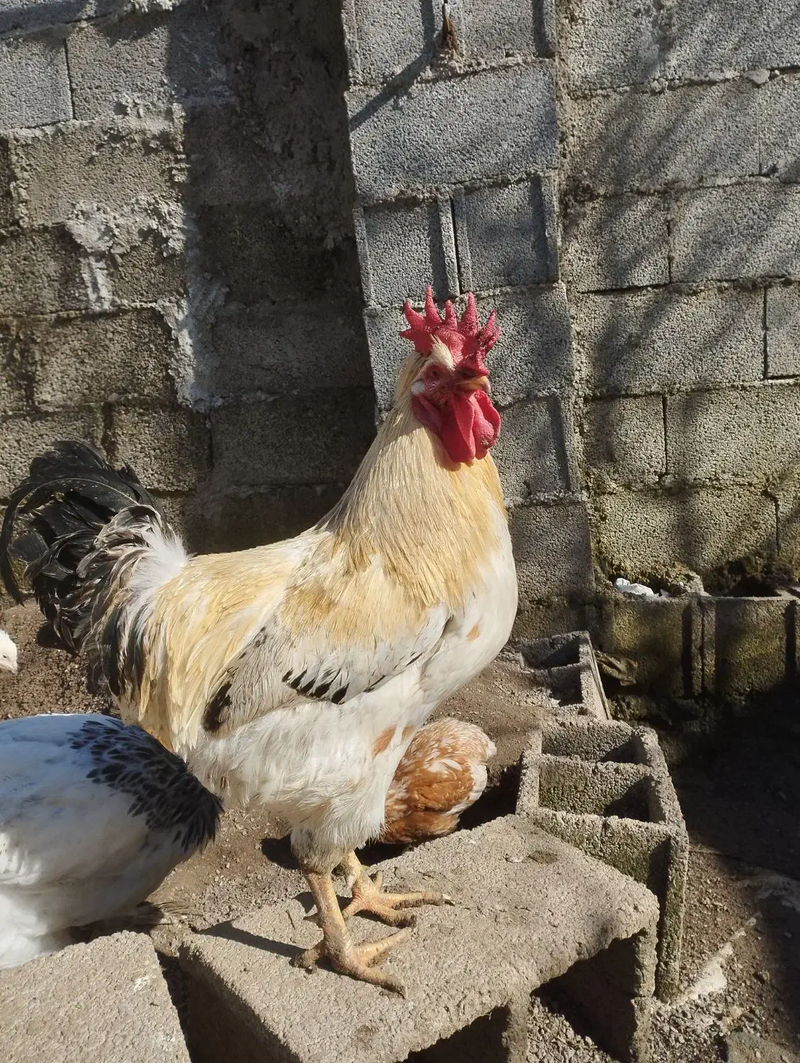 خروس|حیوانات مزرعه|رشت, استقامت ۲|دیوار