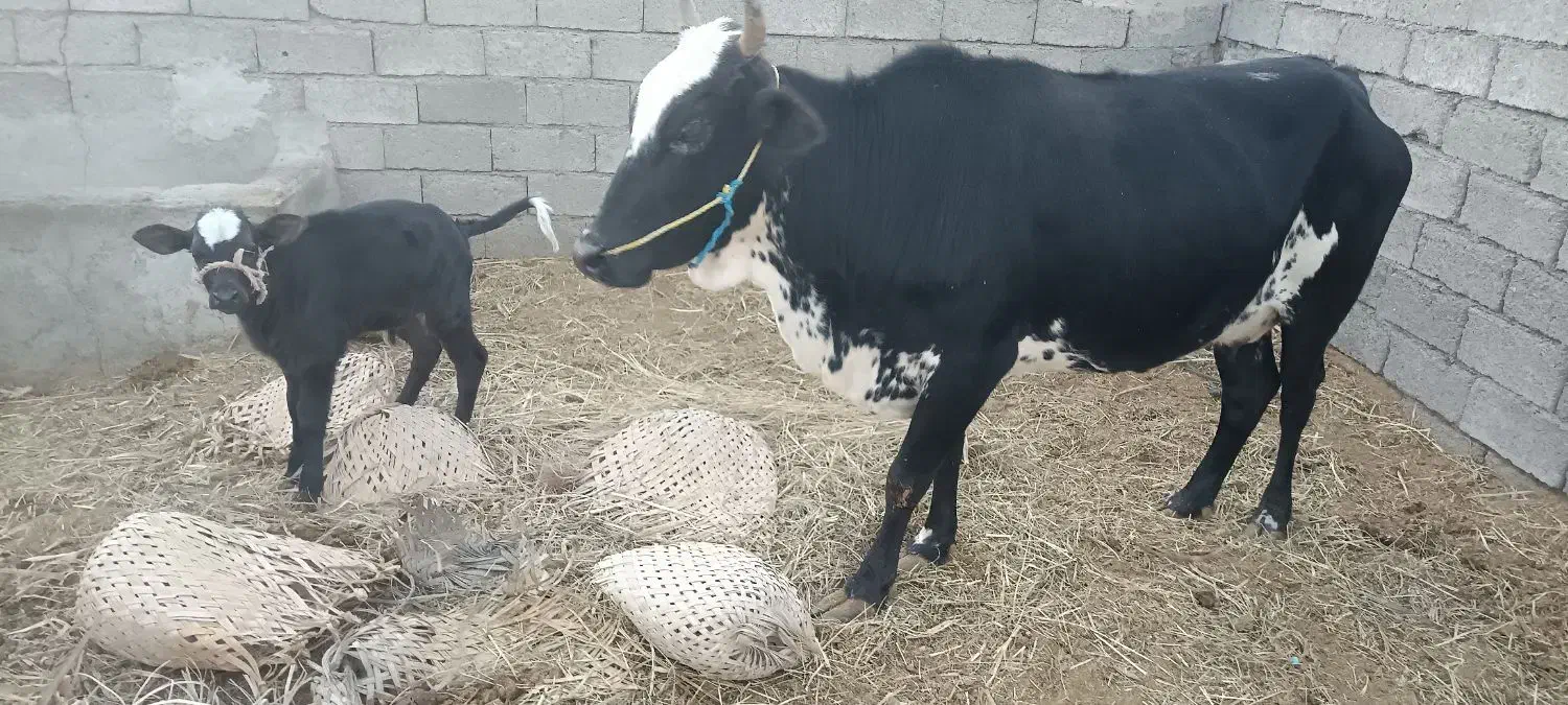 گاو فروشی برای مالداری|حیوانات مزرعه|هیدوچ, |دیوار