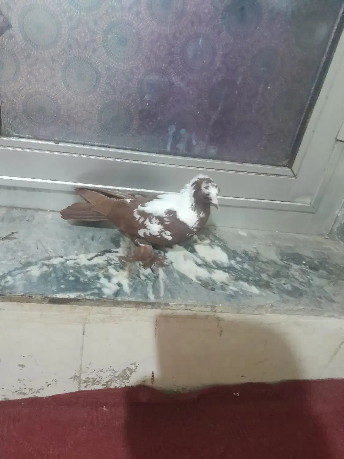 ککیلی طوقی|حیوانات|اردبیل, |دیوار