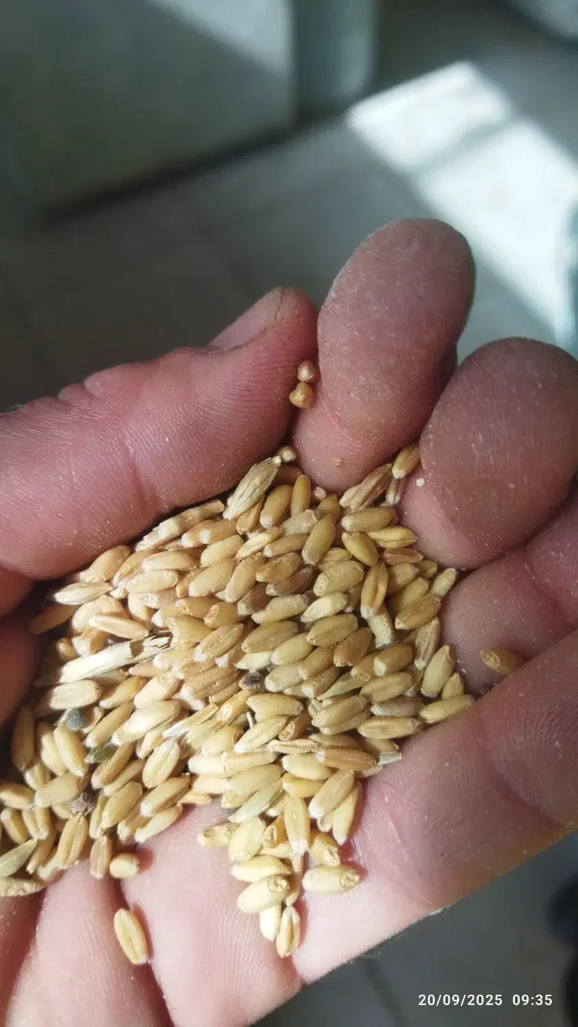 گندم دیم تمیز|لوازم جانبی حیوانات|مسجد سلیمان, |دیوار