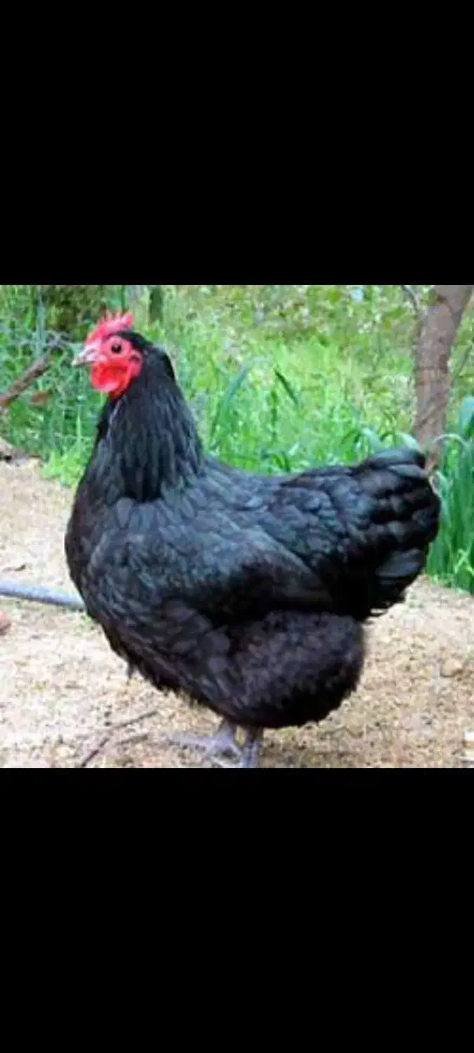 تخم مرغ نطفه دار نژاد های خاص و خوراکی|حیوانات مزرعه|کرمان, |دیوار