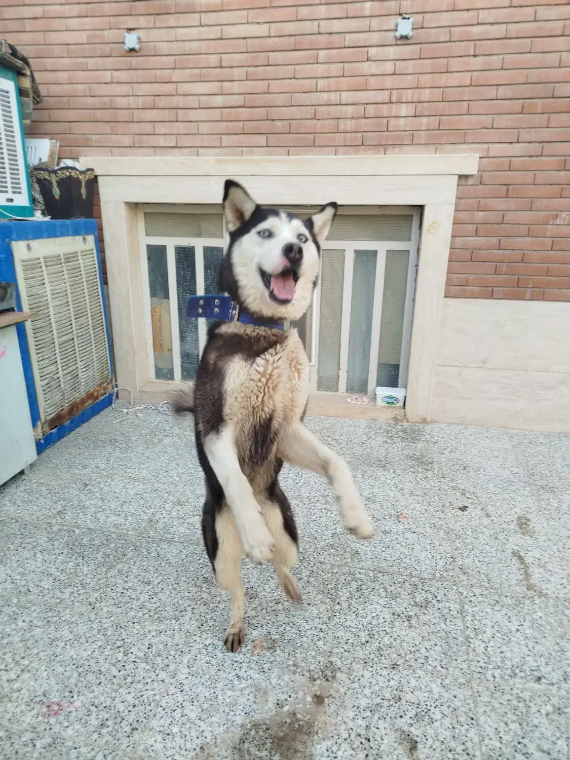 سگ هاسکی|سگ|یزد, |دیوار