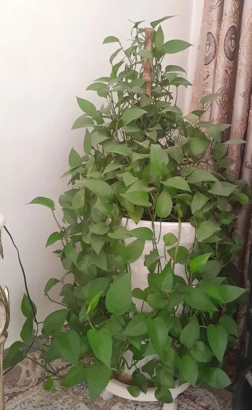 انواع گلهای طبیعی خانگی زیبا  سربزوسرحال|گل و گیاه طبیعی|بومهن, |دیوار