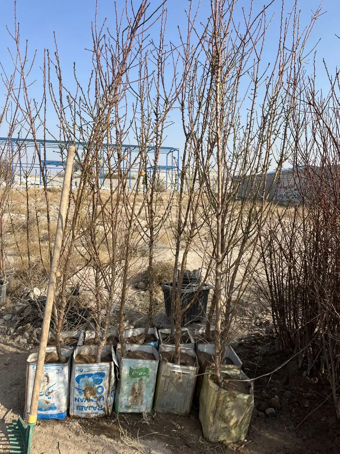 نهال هلو زردآلو بادام آذر پنجاه پسته آلوچه گردو|گل و گیاه طبیعی|تبریز, |دیوار