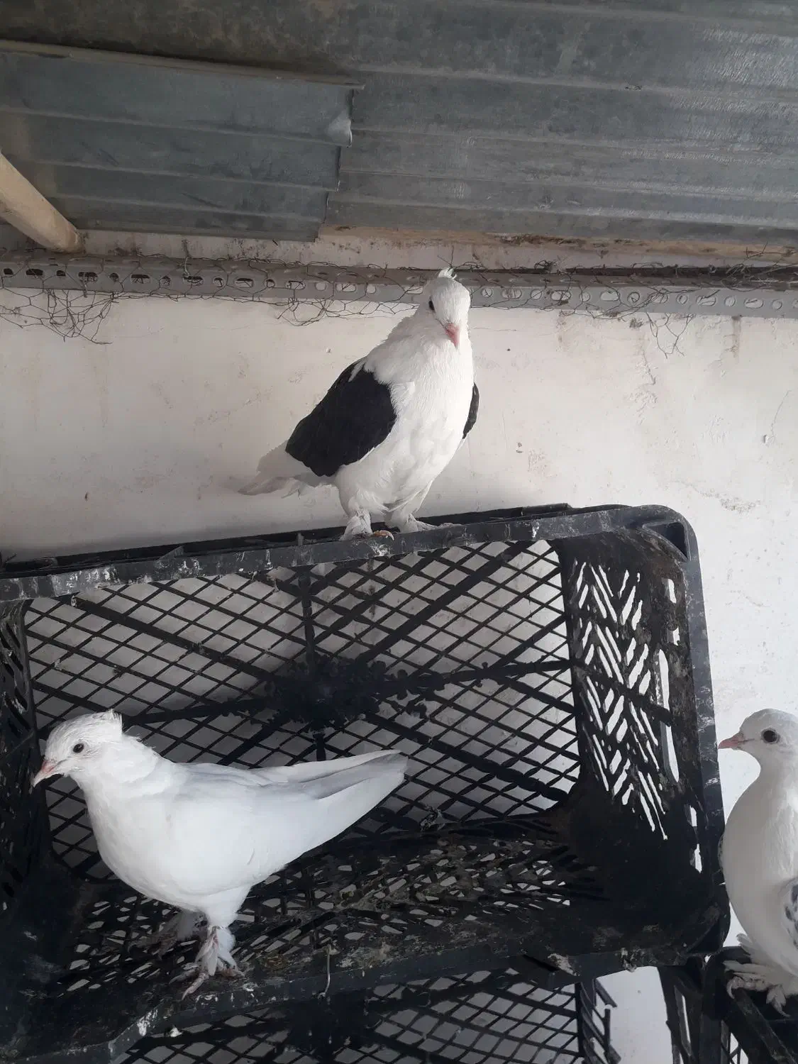 کفتر دوکت سیاه|پرنده|قم, شهرک امام حسین|دیوار