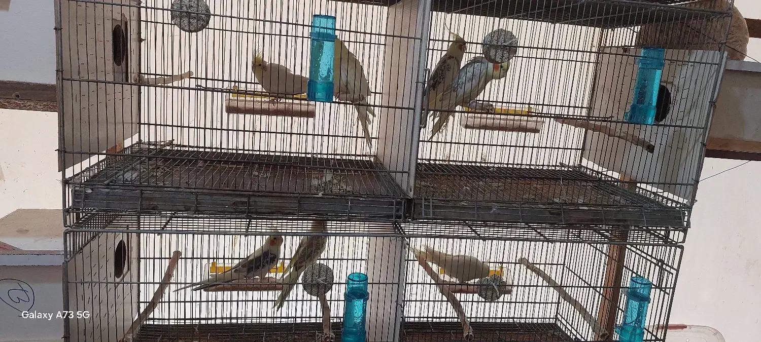 عروس هلندی|پرنده|علیآباد کتول, |دیوار