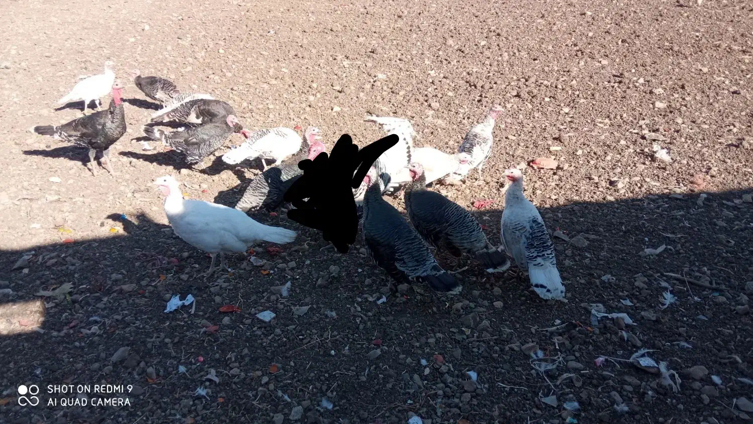 بوقلمون نر ماده|حیوانات مزرعه|بیلوار, |دیوار