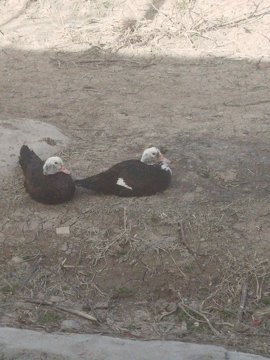 اردک‌روسی|حیوانات مزرعه|نقده, |دیوار