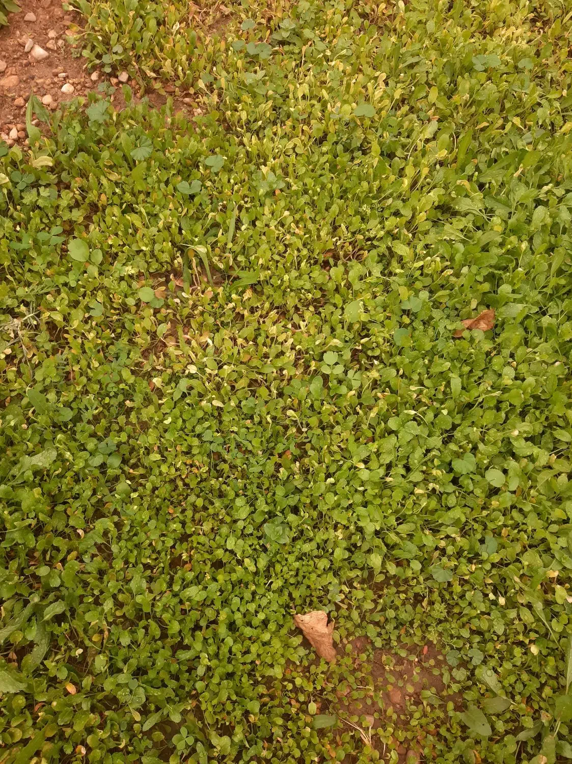 فروش فوری چادر کوهستانی خیمع ای|کوهنوردی و کمپینگ|لیکک, |دیوار