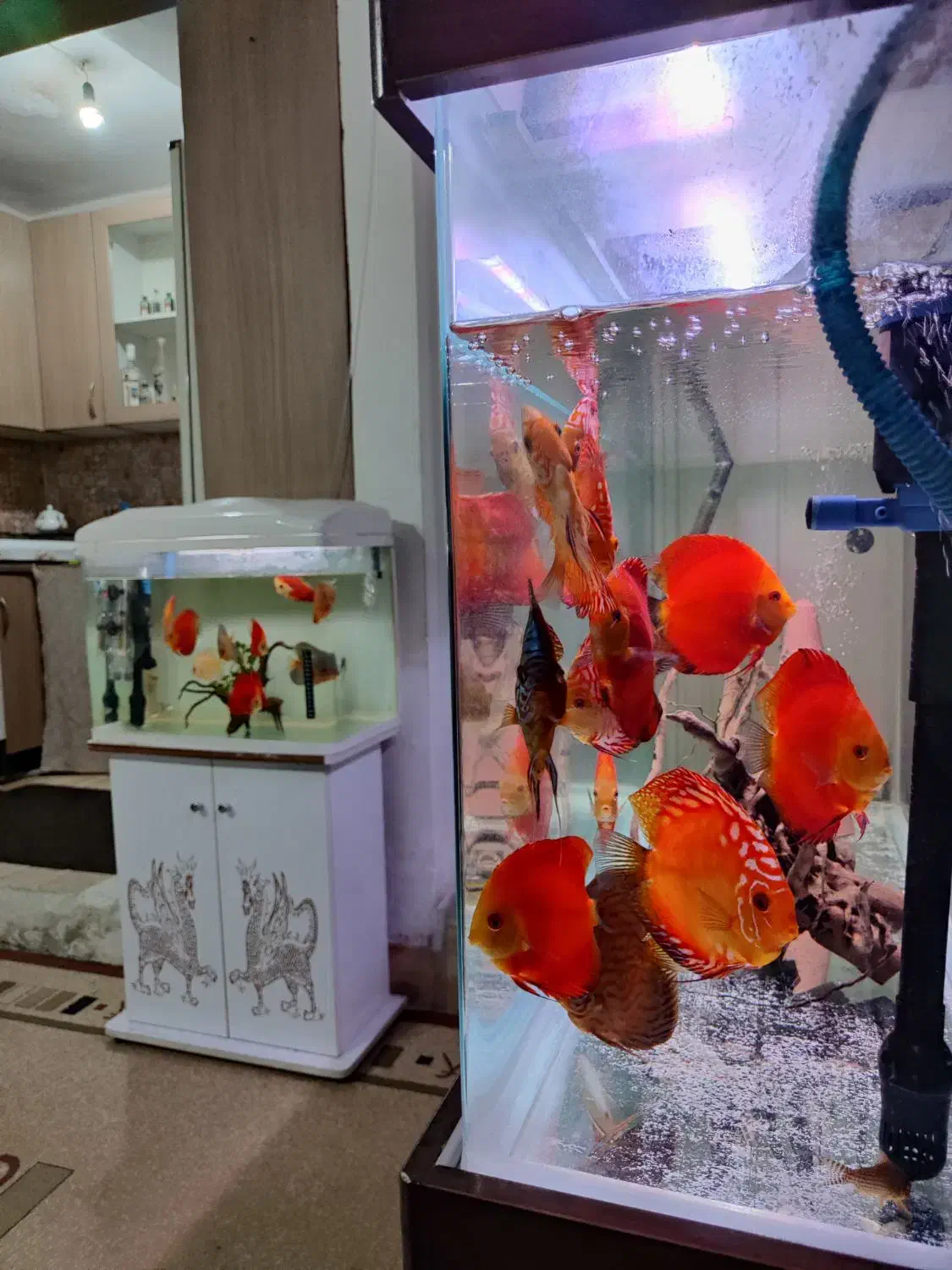 آکواریوم k580 دلسا و فیلتر سطلی uv|ماهی|تهران, وردآورد|دیوار