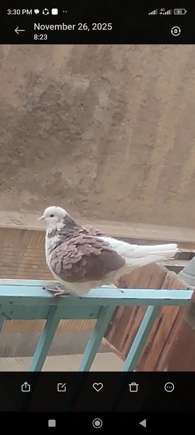 کفتر یا کبوتر گمشده|حیوانات|کرج, ساسانی (قلمستان)|دیوار