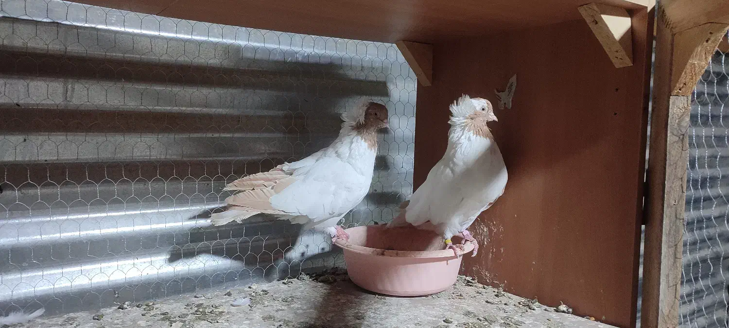 کبوتر پرستویی سالم وسلامت جفتی ۲000000تومان|پرنده|اسلام‌شهر, ملک‌آباد|دیوار