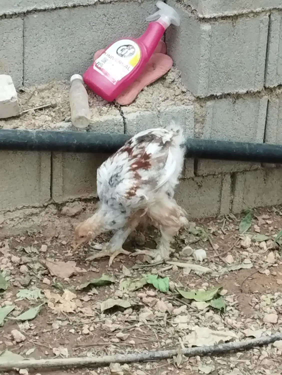 فروش مرغ  برهما،محلی ،گلین ،برهما|حیوانات مزرعه|صدرا-فارس, فاز ۱|دیوار