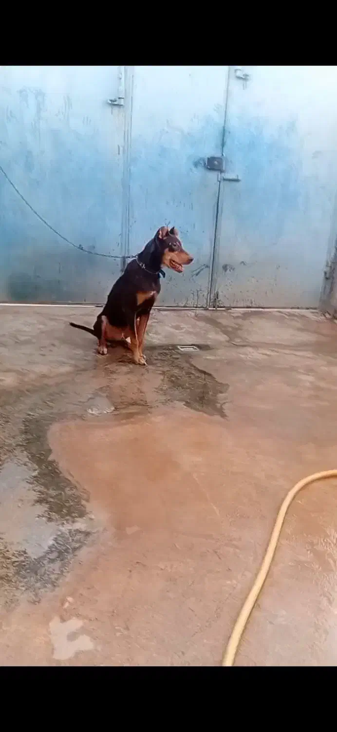 سگ دوبر من جوانه سر حال|سگ|کرمانشاه, |دیوار