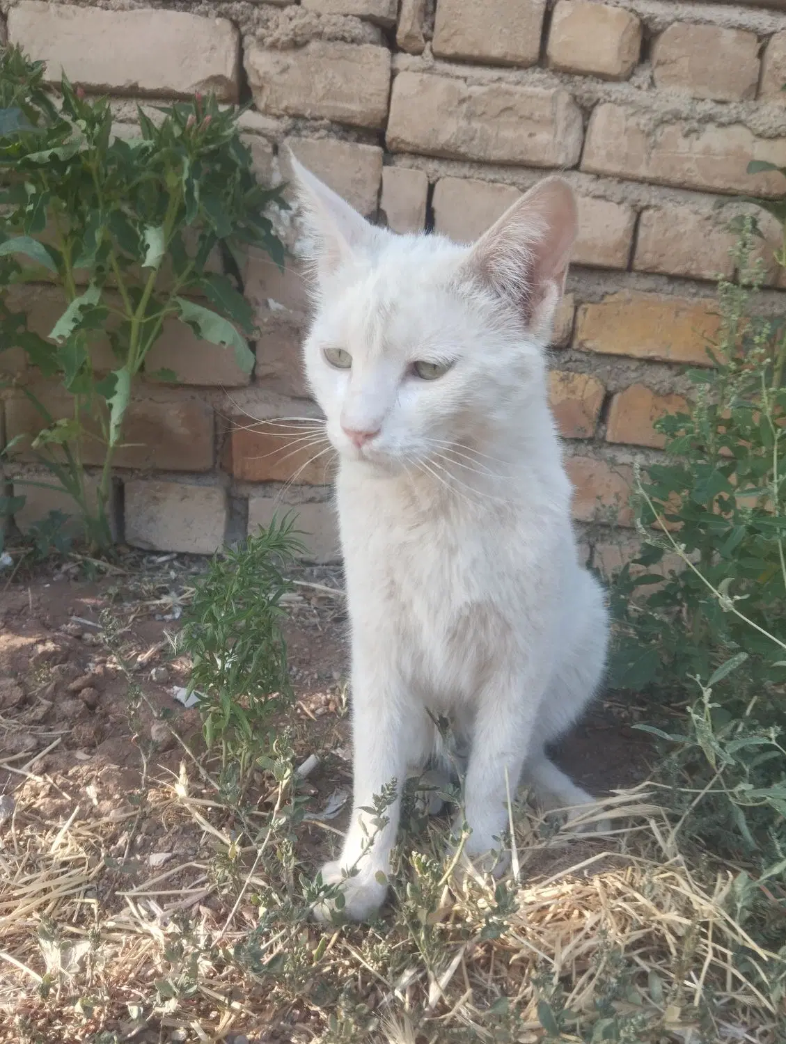 گربه|گربه|داران, |دیوار