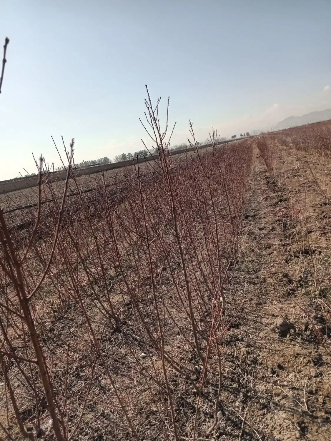 نهال میوه|خدمات باغبانی و درختکاری|چناران, |دیوار