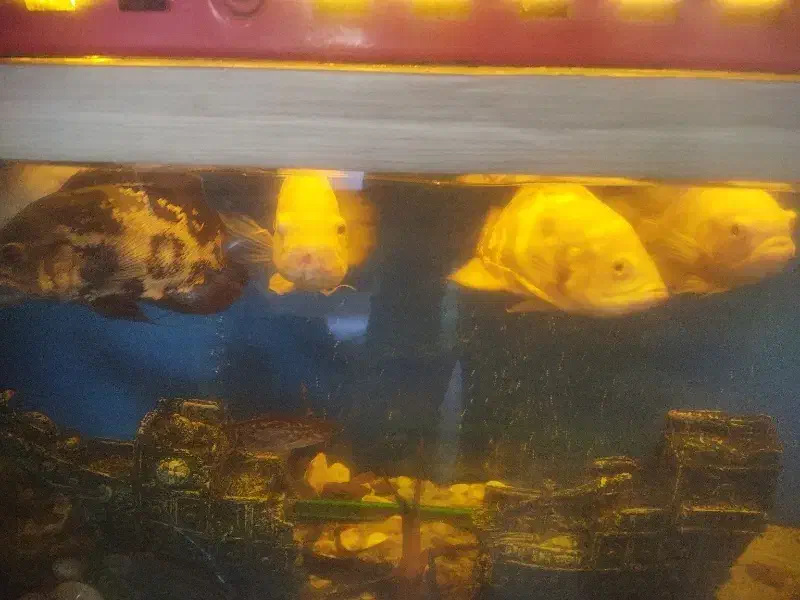 ماهی|ماهی|شیراز, آزادگان|دیوار