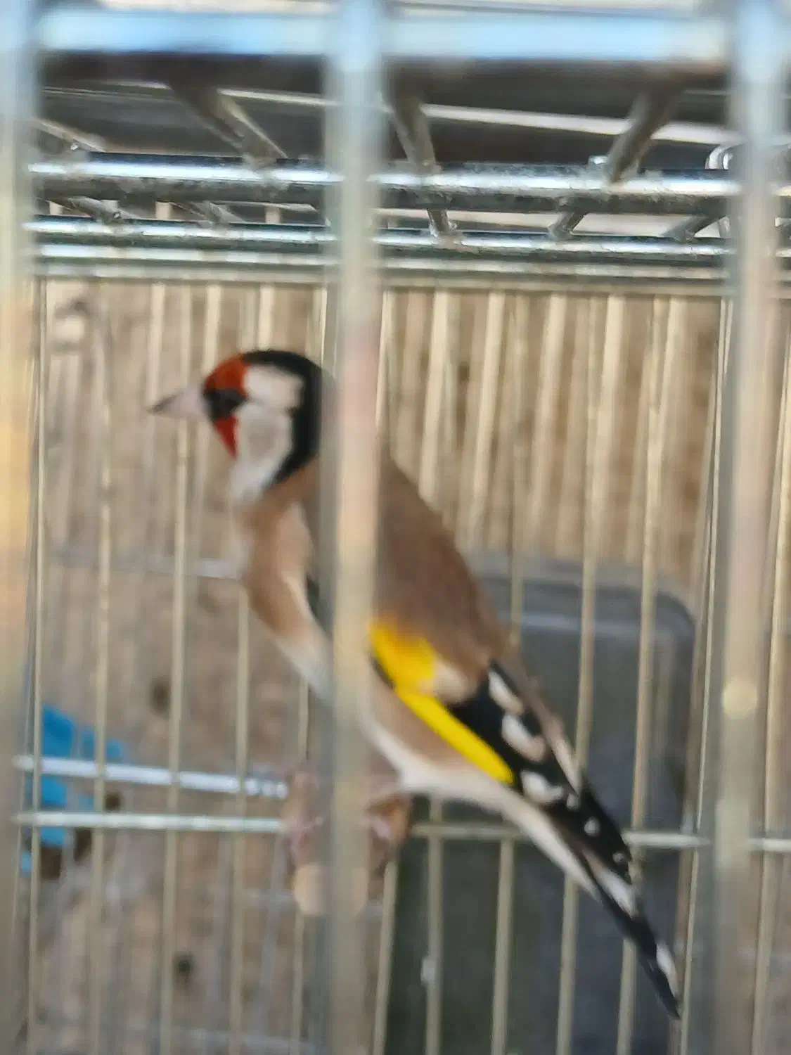 سهره بخون|پرنده|اسلام‌شهر, شهرک امام حسین (میان آباد)|دیوار