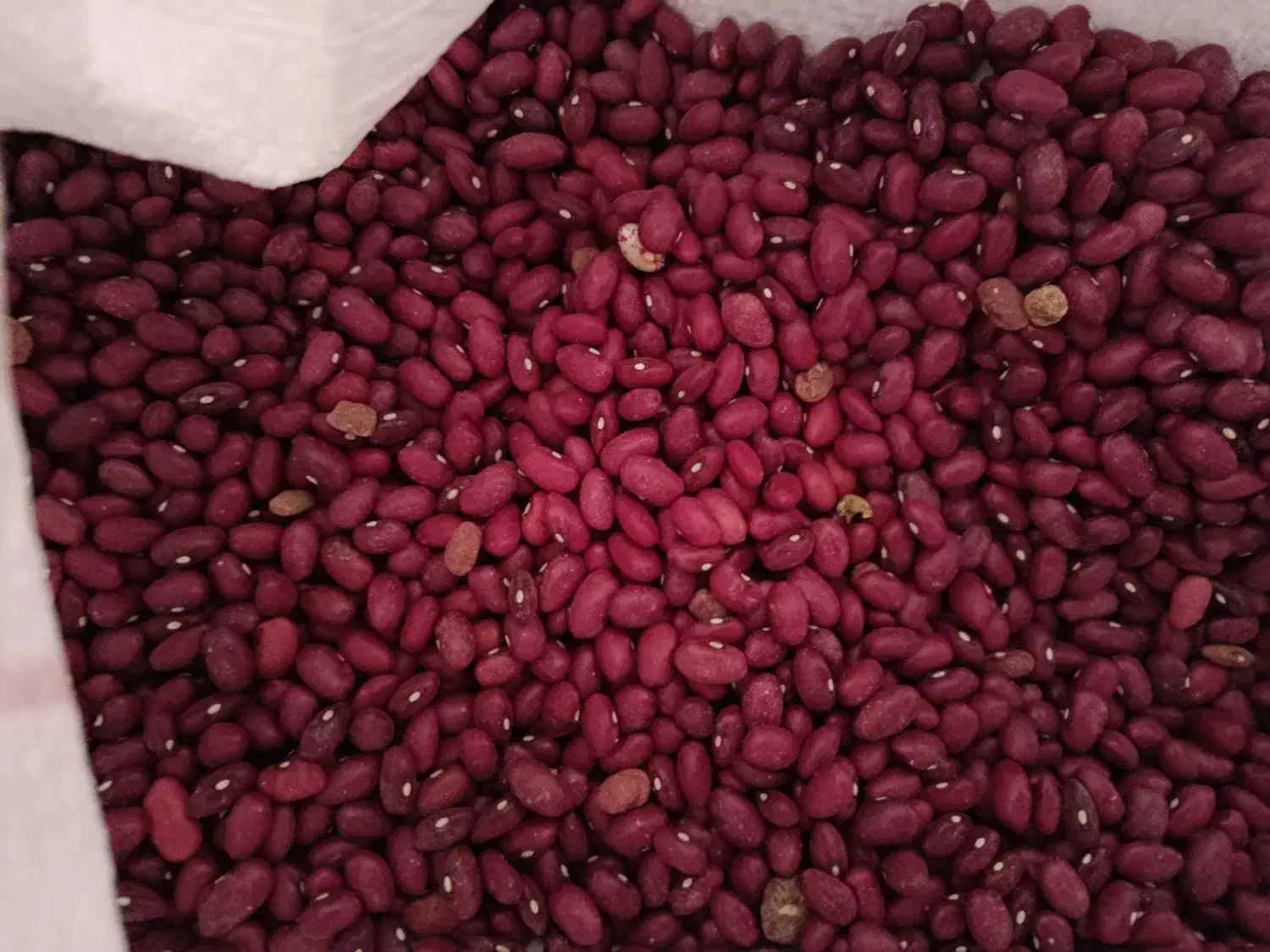 لوبیا چیتی لوبیا قرمز مال کاشت امسال|خوردنی و آشامیدنی|کمیجان, |دیوار