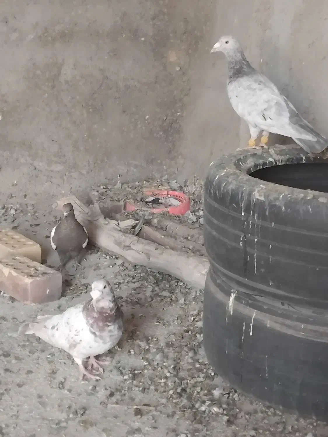 کفتر سینه و سرور|پرنده|قائن, |دیوار