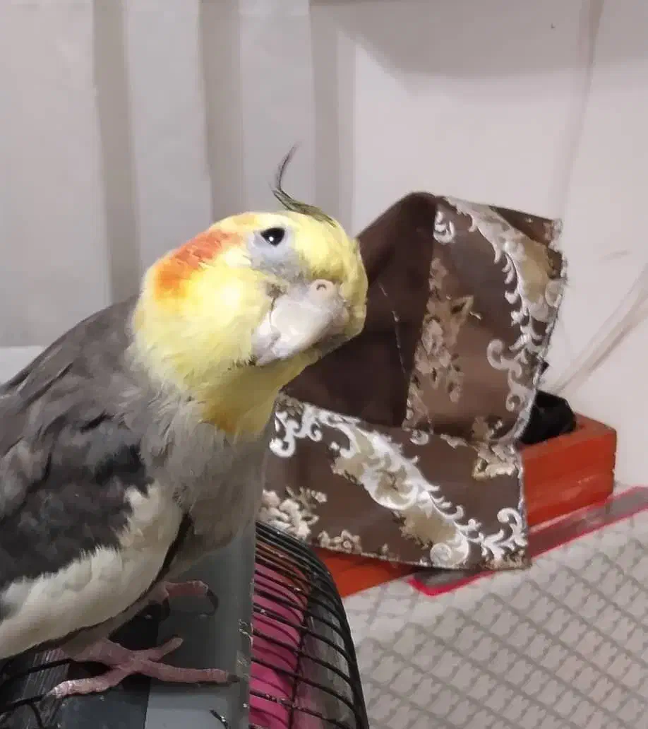 عروس هلندی گم گمشده|حیوانات|کرج, حسینآباد|دیوار