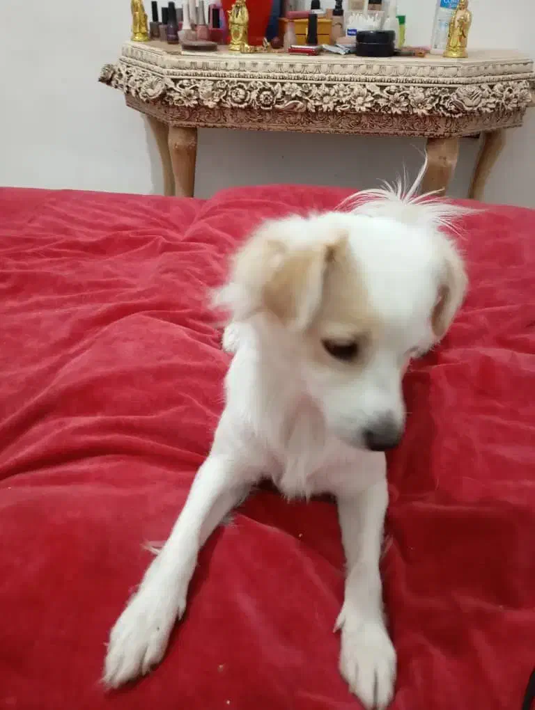 واگذاری سگ اشپیتز ژاپنی «رایگان»|سگ|پردیس, فاز ۱۱|دیوار