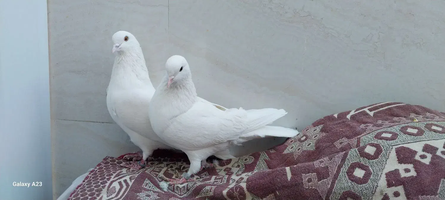 کبوتر سفید پرشی (تهرانی)|پرنده|خمینیشهر, |دیوار