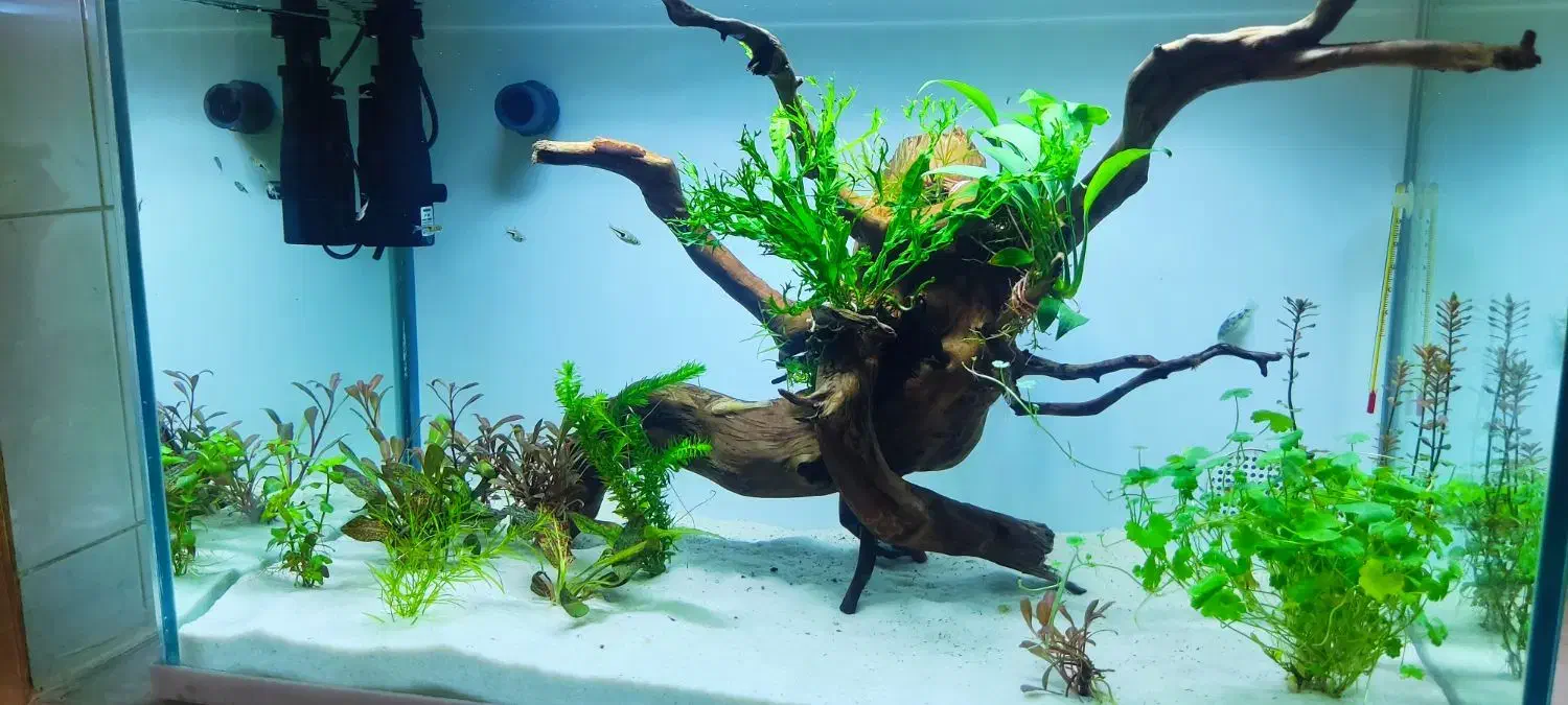 آکواریوم ریملیس|ماهی|ارومیه, |دیوار