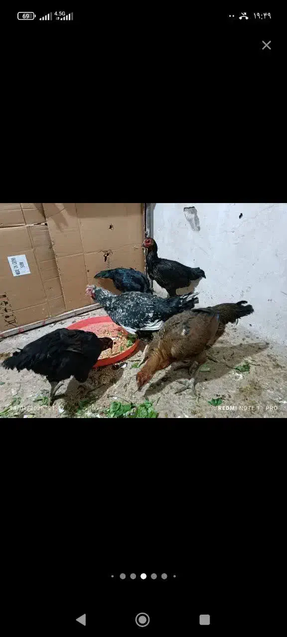 مرغ لاری|حیوانات مزرعه|قم, ولیعصر|دیوار