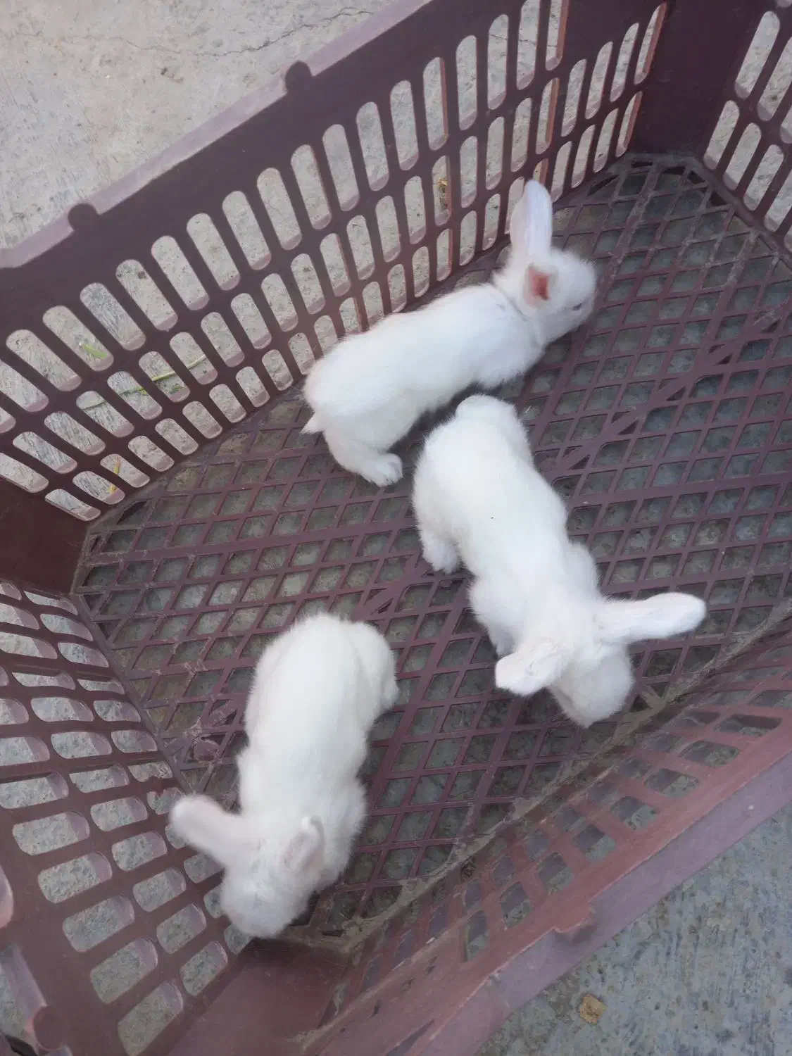 خرگوش لوپ و معمولی|موش و خرگوش|گرگان, |دیوار