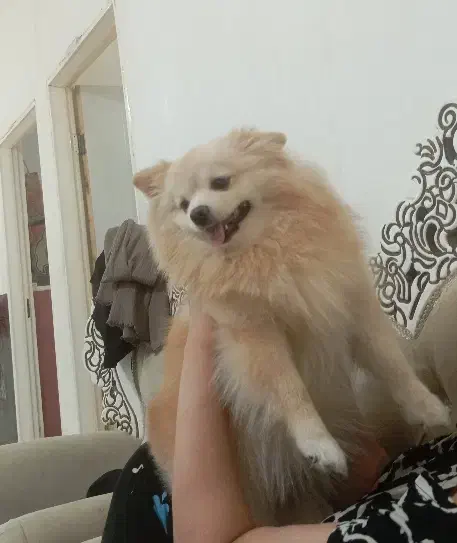 فروشی|سگ|قم, بلوار امین و ساحلی|دیوار