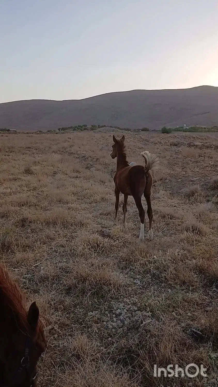 اسب کره مادیان وکره نریان|اسب و تجهیزات اسبسواری|قم, الغدیر|دیوار