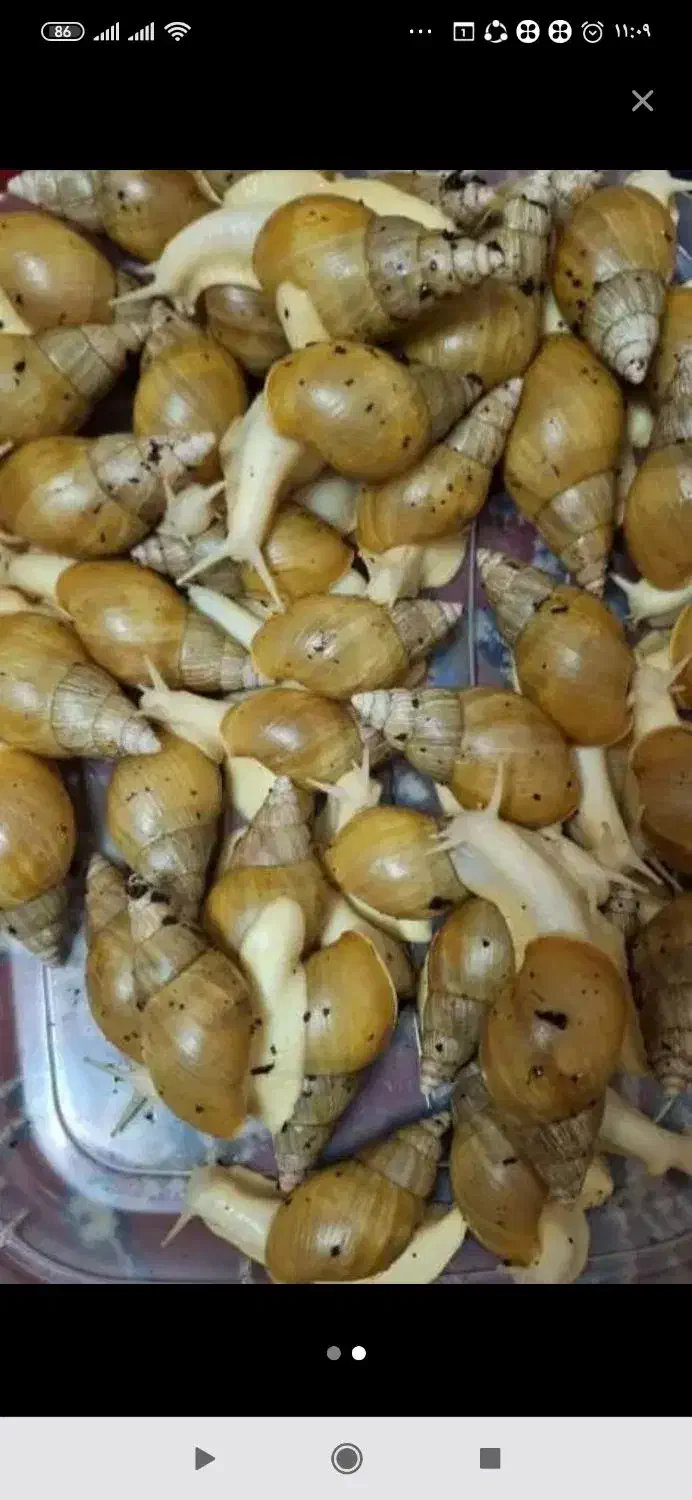 حلزون|خزنده|اراک, |دیوار