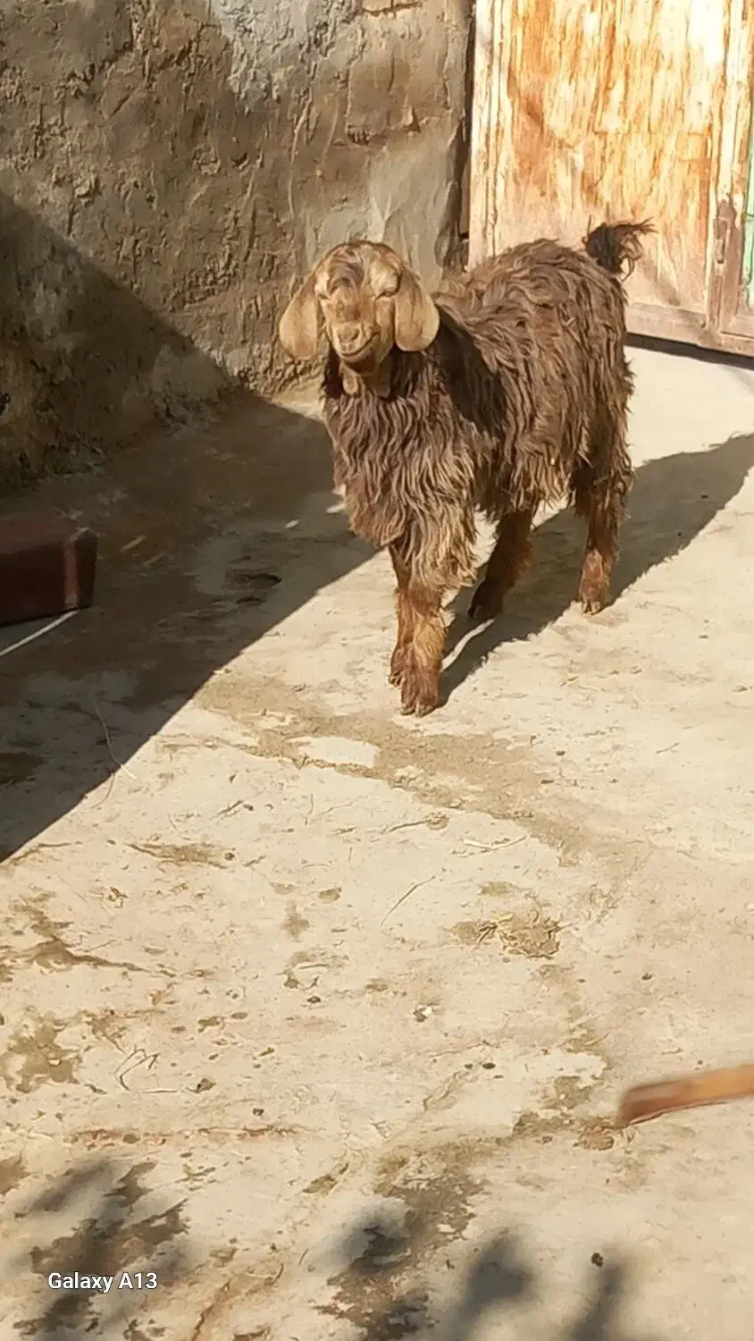 بزغاله چاق نربرای قربانی|حیوانات مزرعه|بناب, |دیوار