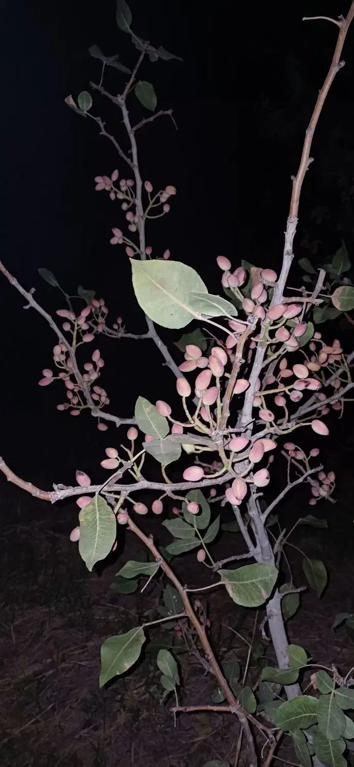 فروش باغ داخل بافت شهریامچی دوربرمسکونی|فروش زمین و ملک کلنگی|یامچی, |دیوار