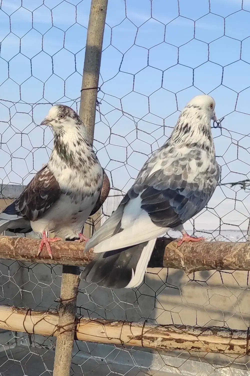 کبوتر|پرنده|مهربان, |دیوار