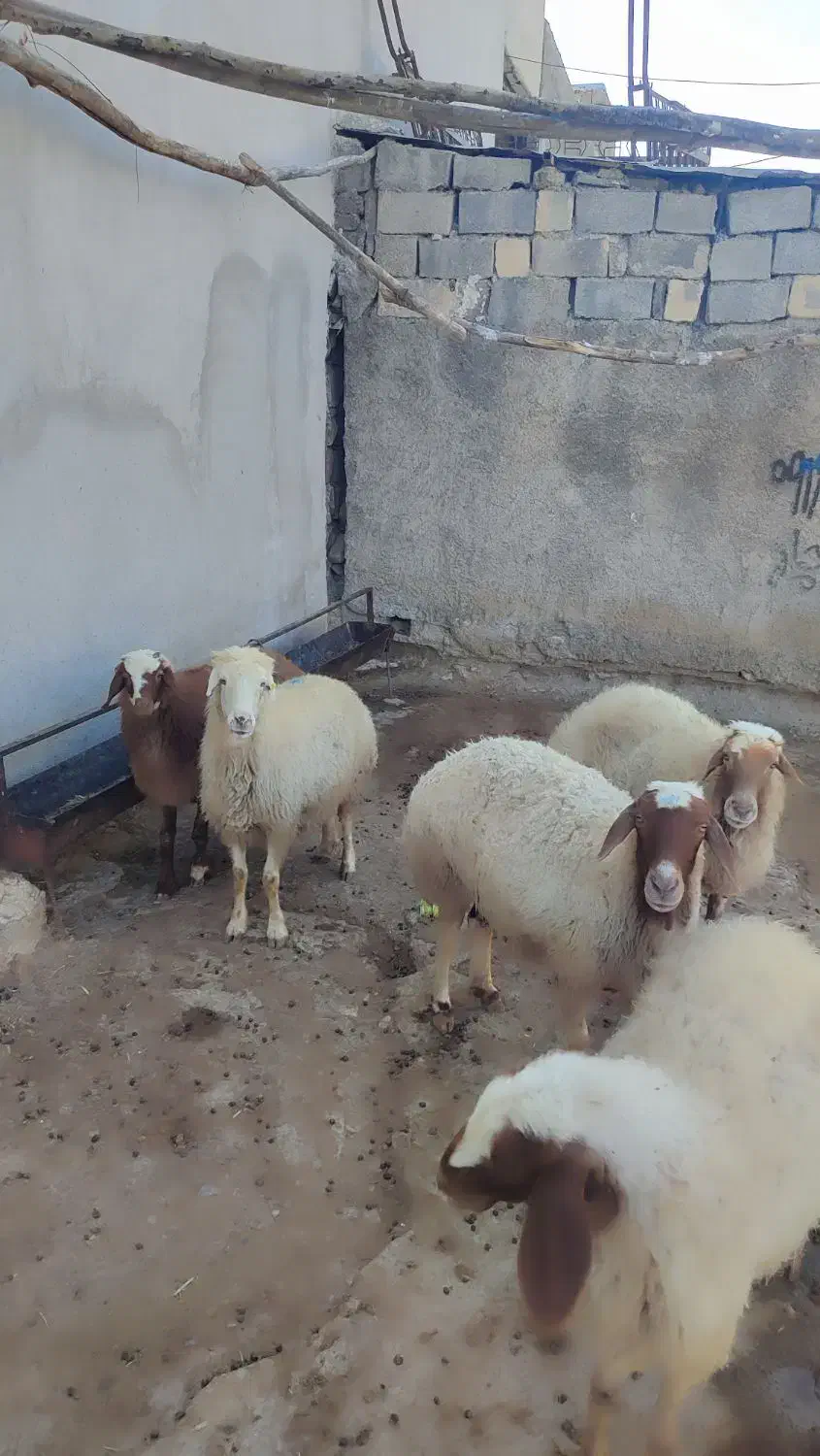 میش یا گوسفند  آبستن|حیوانات مزرعه|سیوان, |دیوار