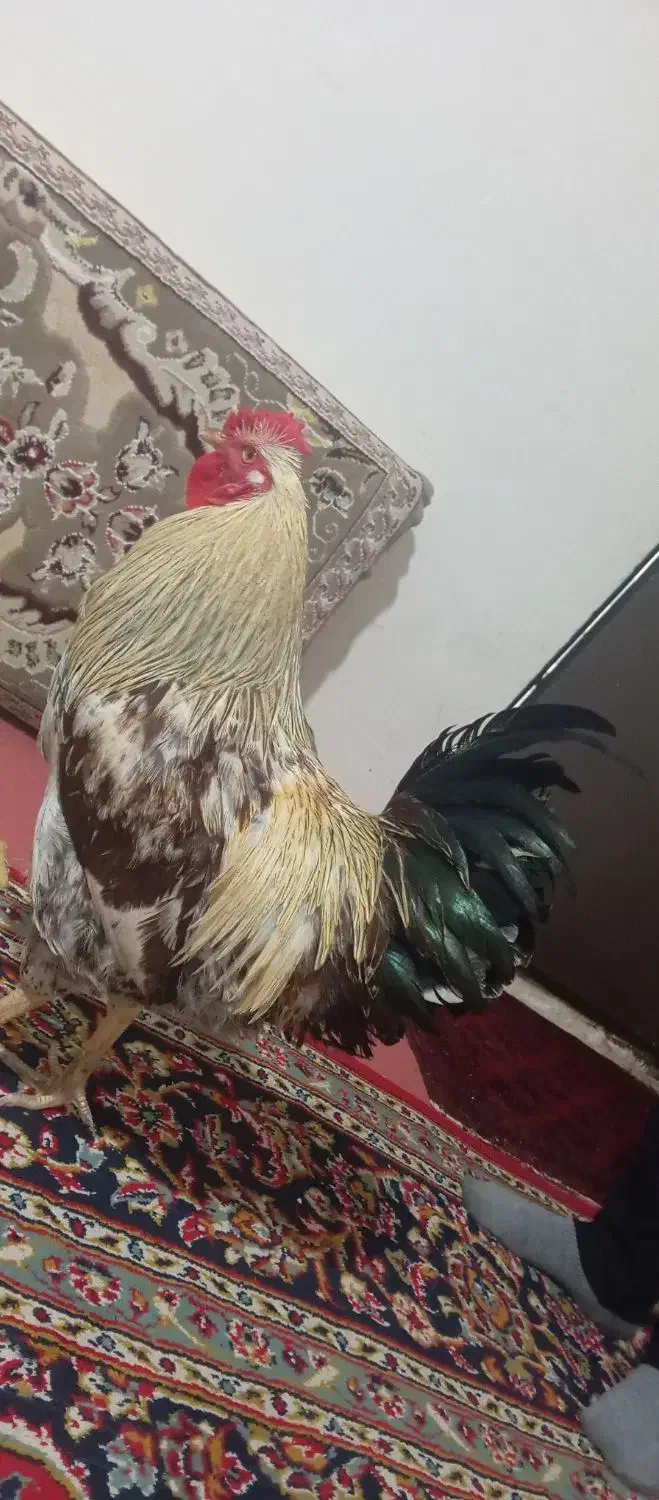 خروس چاق|حیوانات مزرعه|زیرکوه, |دیوار