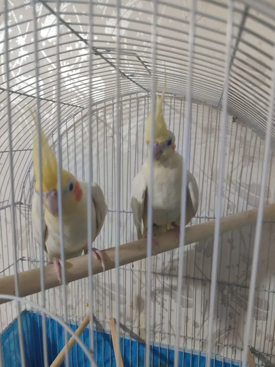 جفت عروس هلندی|پرنده|حمیدیه, |دیوار