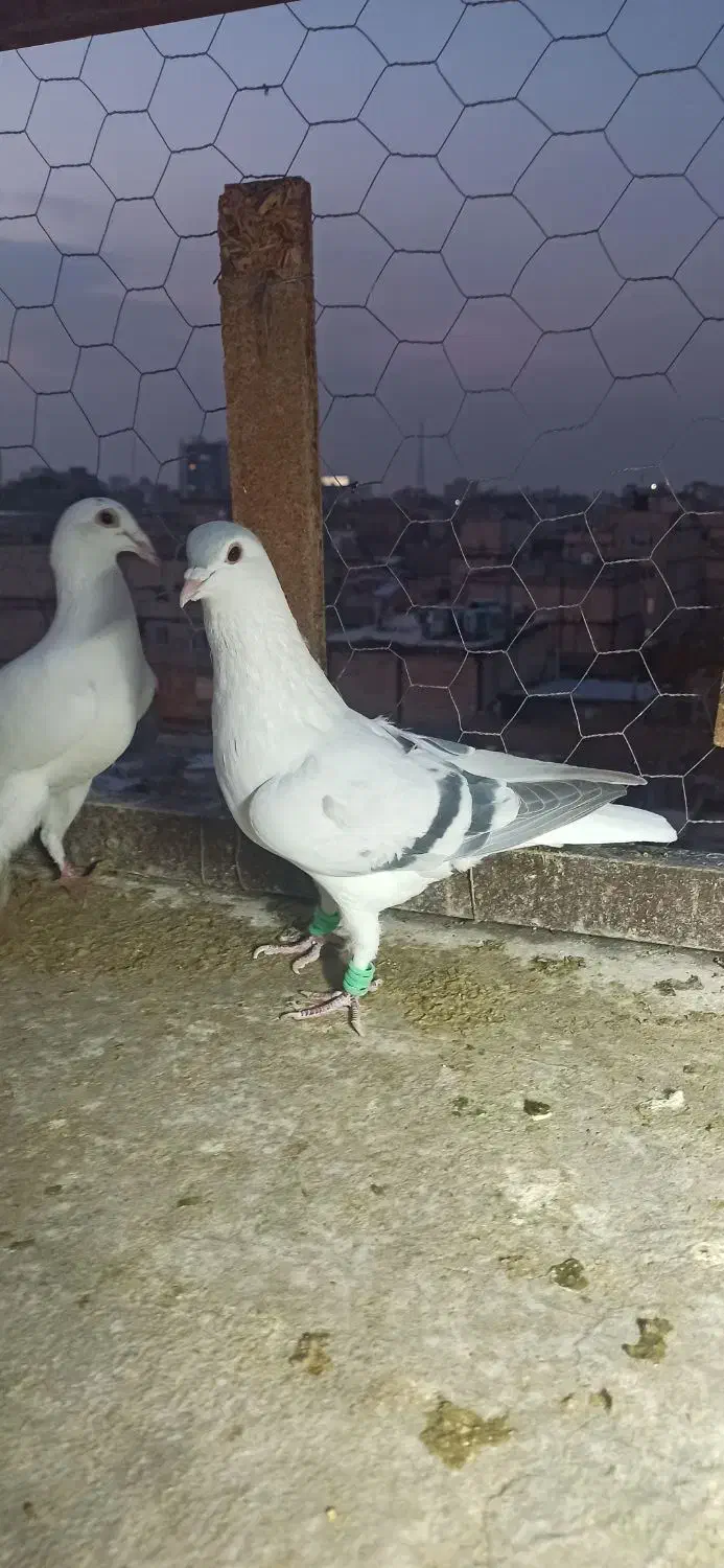 ساده افغانی کلکسیونی|پرنده|مشهد, توس (بلوار توس)|دیوار