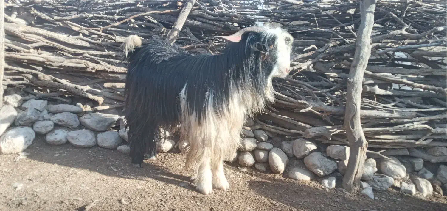 تخمی|حیوانات مزرعه|لردگان, |دیوار