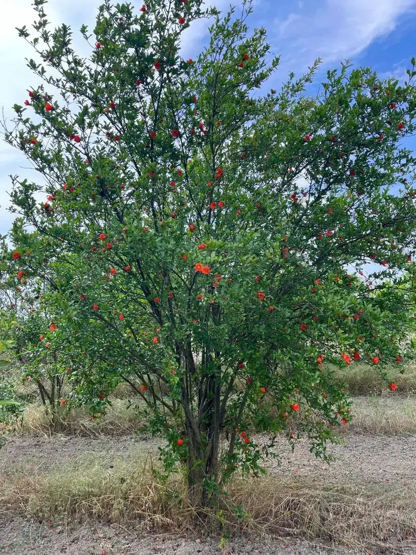 فروش باغ ۱۸ ساله با چاه اب در جاده قدیم کردکوی|فروش زمین و ملک کلنگی|گرگان, |دیوار