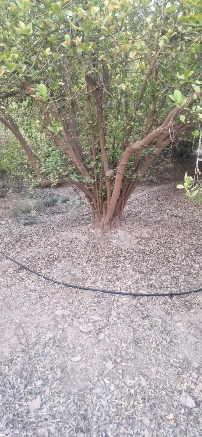 خرید و فروش انواع چوب مرکبات وغیره بابهترین قیمت|خدمات باغبانی و درختکاری|کازرون, |دیوار