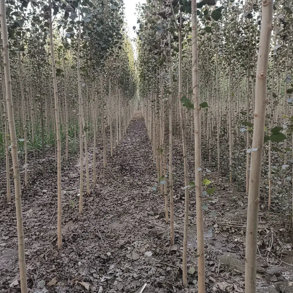 فروش صنوبر ریشهدار خمین،کیفیت صادراتی+قیمت تولیدی|خدمات باغبانی و درختکاری|خمین, |دیوار