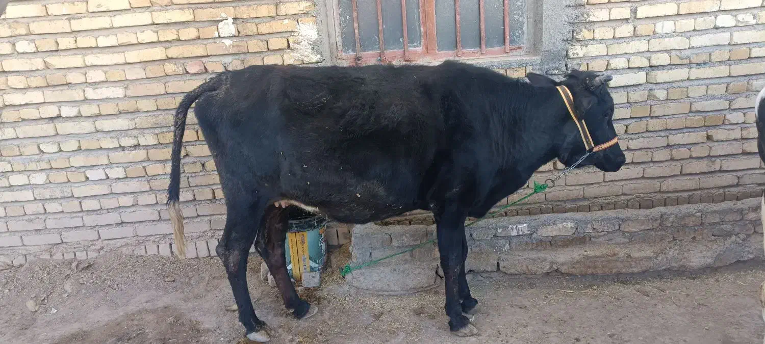 گاو محلی آبستن|حیوانات مزرعه|هرسین, |دیوار