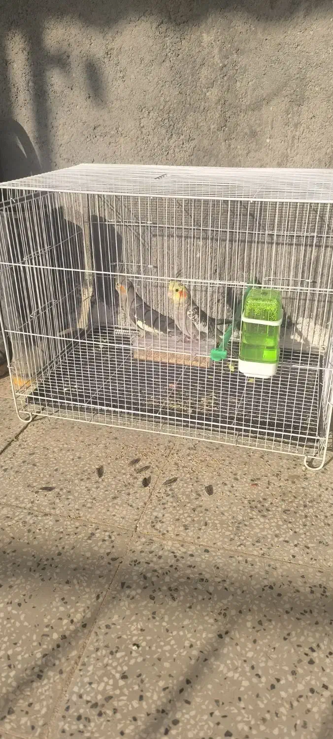 دو عدد عروس هلندی|پرنده|زبرخان, |دیوار