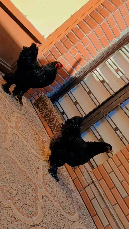 فروش تخم نطفه دار|حیوانات مزرعه|بهبهان, |دیوار