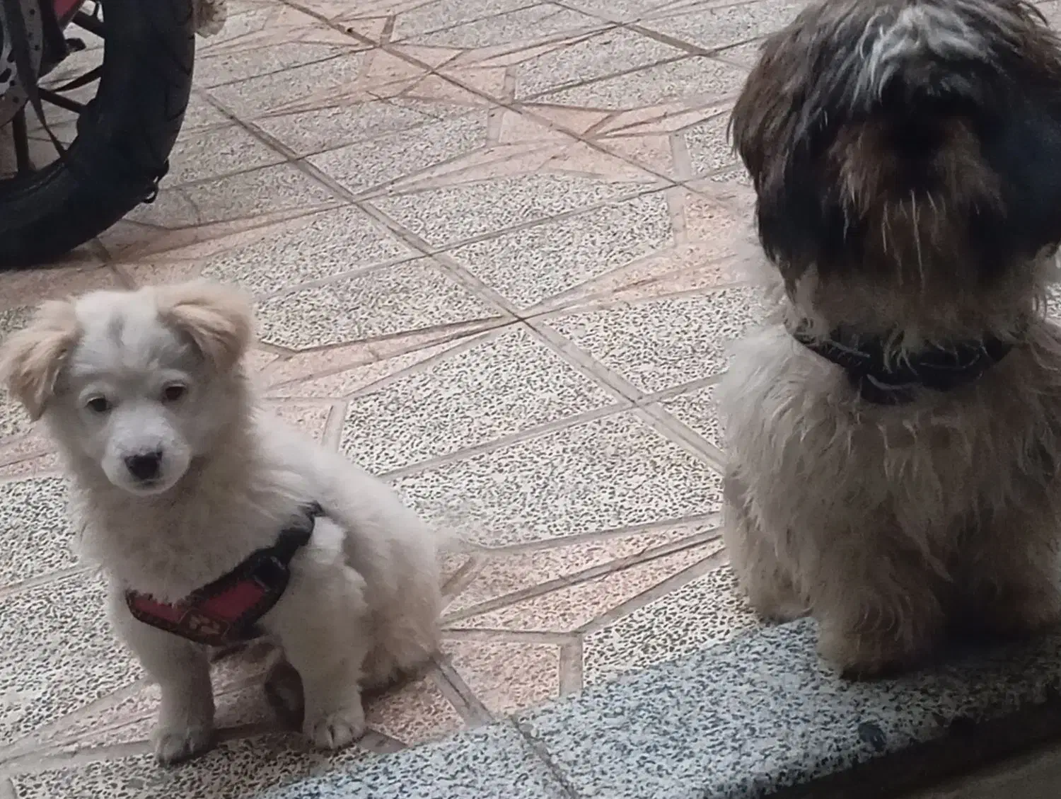 سگ اشپیتز سه ماهه ماده و سگ شیتژو تریر 9ماه نره|سگ|اصفهان, پوریای ولی|دیوار