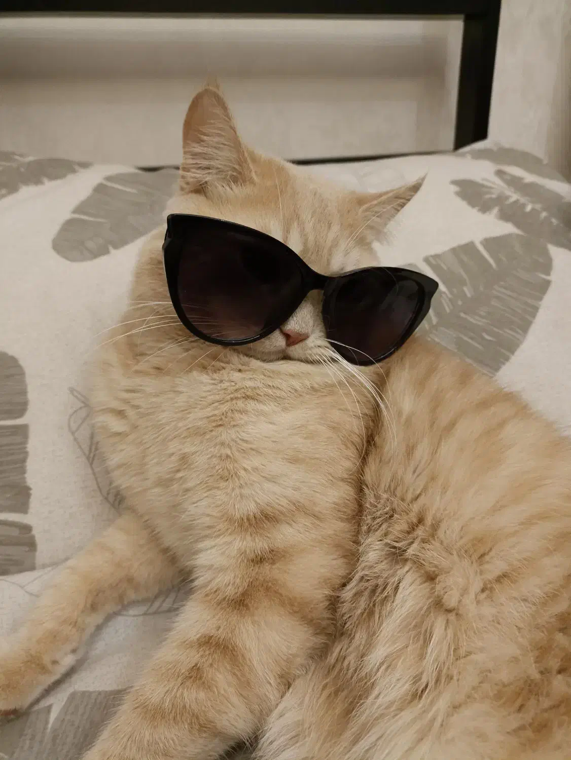 گربه اسکاتیش زرد|گربه|مشهد, سعد آباد|دیوار